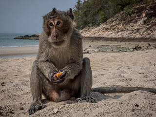 monkey macaque sitting on a beach