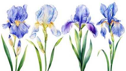 Watercolor irises, beautiful blue flowers isolated on white background. Hand drawn floral illustration. Greeting card
