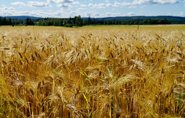 Golden corn field under Norwegian sky