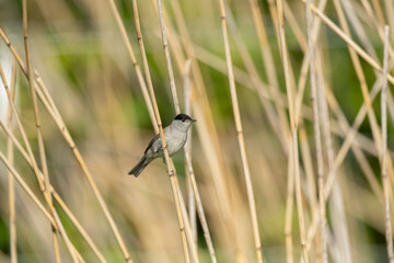 blackcap, male perched on reeds in the uk in spring