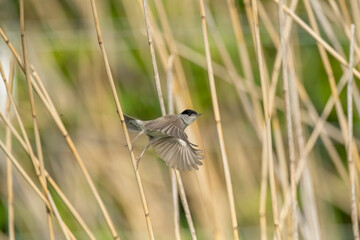 blackcap, male flying from reeds in the uk in spring