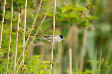 blackcap, male perched on a branch in the uk in spring