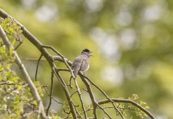 Blackcap, male perched on a tree singing in the united kingdom