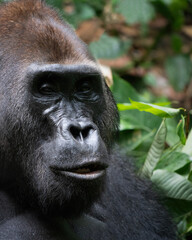 Silverback Western lowland gorilla, Gorilla gorilla gorilla, in  Dzanga-Sangha Special Reserve, Central African Republic