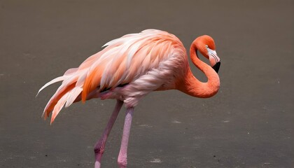 A-Flamingo-With-Its-Feathers-Catching-The-Wind-