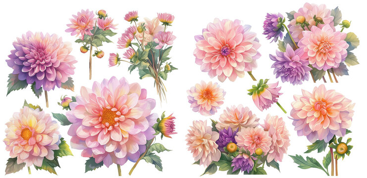 Watercolor dahlia clipart for graphic resources
