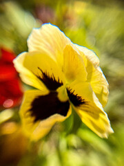 Pale yellow pansy flower against a background of greenery. - 778114100
