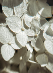 Bright white phlox flowers. - 778114108
