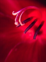 Bright dark burgundy gladiolus flowers. - 778114115