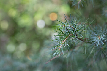 close-up of the Cedrus deodara branch in the park on a blurred background