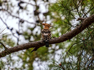 A young Eurasian Hoopoe with its 'crown' folded poses in a pine tree, looking curiously at the passing photographer... - 778114950
