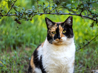 A three-colored young female cat on a stone fence with a green meadow background. - 778115739