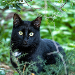 A cute young black cat looking straight at the photographer. Eye contact indeed. - 778115779