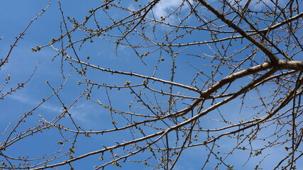 Tree branches with buds on the verge of blossoming. Springtime.