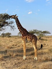 giraffe in the wild