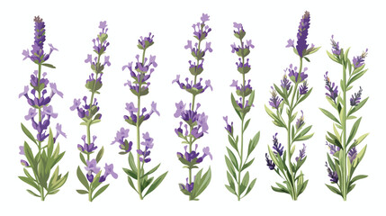 Lavender flowers vector illustration flat vector isolated - obrazy, fototapety, plakaty