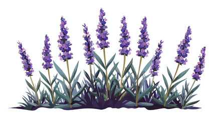 Lavender flowers vector illustration flat vector isolated - obrazy, fototapety, plakaty