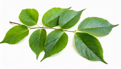 Fresh Branch of Green leaves isolated on background, Twig of natural leaves plant, tree with elongated stem.