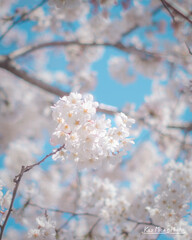 青空の下で美しく咲く桜