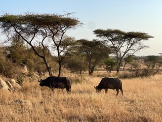 Fototapeta premium Buffalo in serengeti