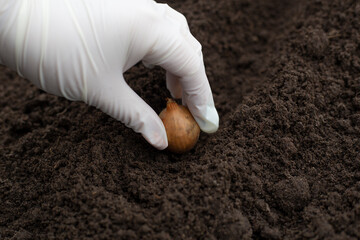 How to plant onions. The process of sowing onion seeds in the open ground, soil
