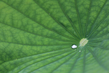 A water drop on green leaf lotus background 