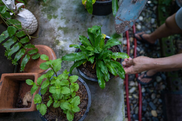 Woman's hands growing Thai herb in a pot, Vegetables for cooking, coriander.