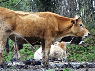 Tazones, Asturias, España