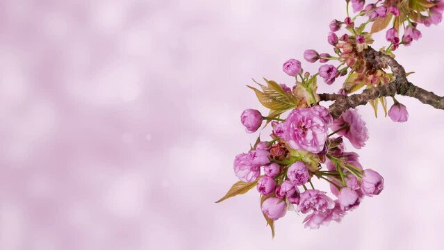 flowering japanese cherry tree blossom as time lapse isolated on soft pink bokeh light animation background, abstract floral spring nature scene with copy space