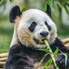 A panda eats a large bamboo stalk. Delicate munching on fresh bamboo shoots.