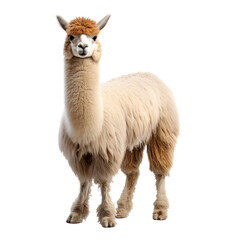 Obraz premium a white llama with a fluffy hair