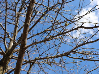 Tree branches with buds on the verge of blossoming. Springtime.