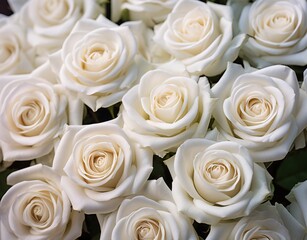a group of white roses