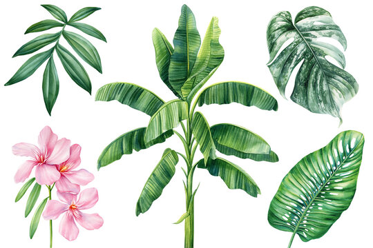 Tropical palm tree, leaves, monstera, flower. Watercolor plant illustration on isolated white background, jungle design