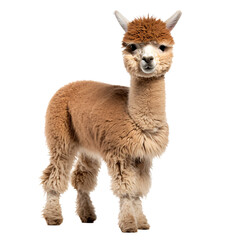 a llama with fluffy hair