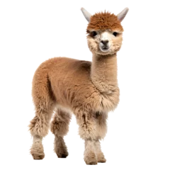 Deurstickers a llama with fluffy hair © rodion
