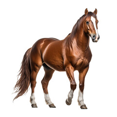 a brown horse with white feet