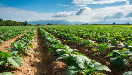 Fototapeta na wymiar Farm fields organic farming practices