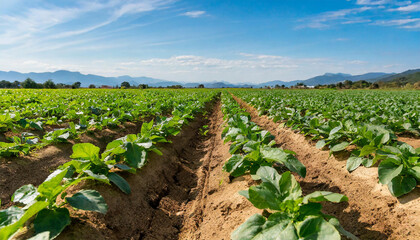 Fototapeta na wymiar Farm fields organic farming practices