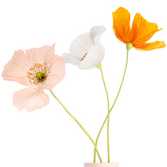 Bouquets of wildflowers with poppy in a vase isolated on white background