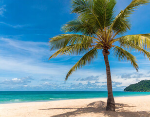 palm tree on the beach with blue sky and ocean