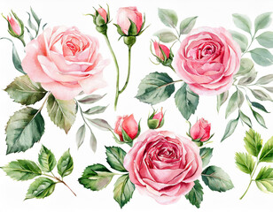 Set watercolor arrangements with garden roses. collection pink flowers, leaves, branches. Botanic illustration isolated on white background.