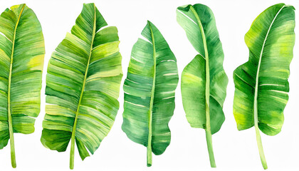 Set watercolor banana leaves. Tropical border for wallpaper. Collection exotic branches. Botanical...