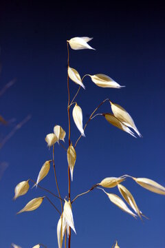 pianta di grano con cielo blu