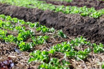 Selective focus Many light green lettuces are growing quickly in the fields because of organic farming by farmers.