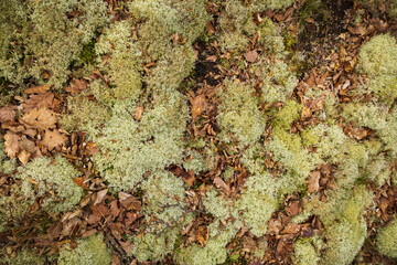 Moos und Flechten auf einem kargen Waldboden
