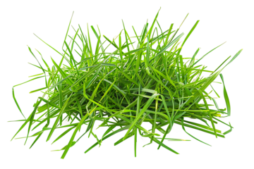 Fresh green cut wild grass isolated on white background and texture