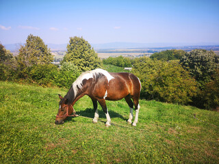 horse eating on meadow with landscape in background