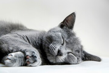 adorable grey cat napping down against a white backdrop