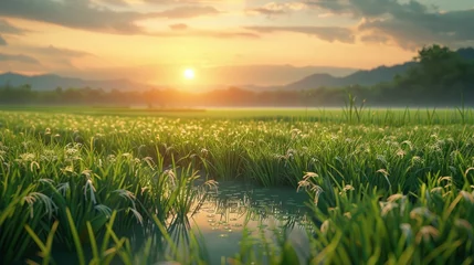 Foto op Canvas dawn sun in a paddy field in spring © Image